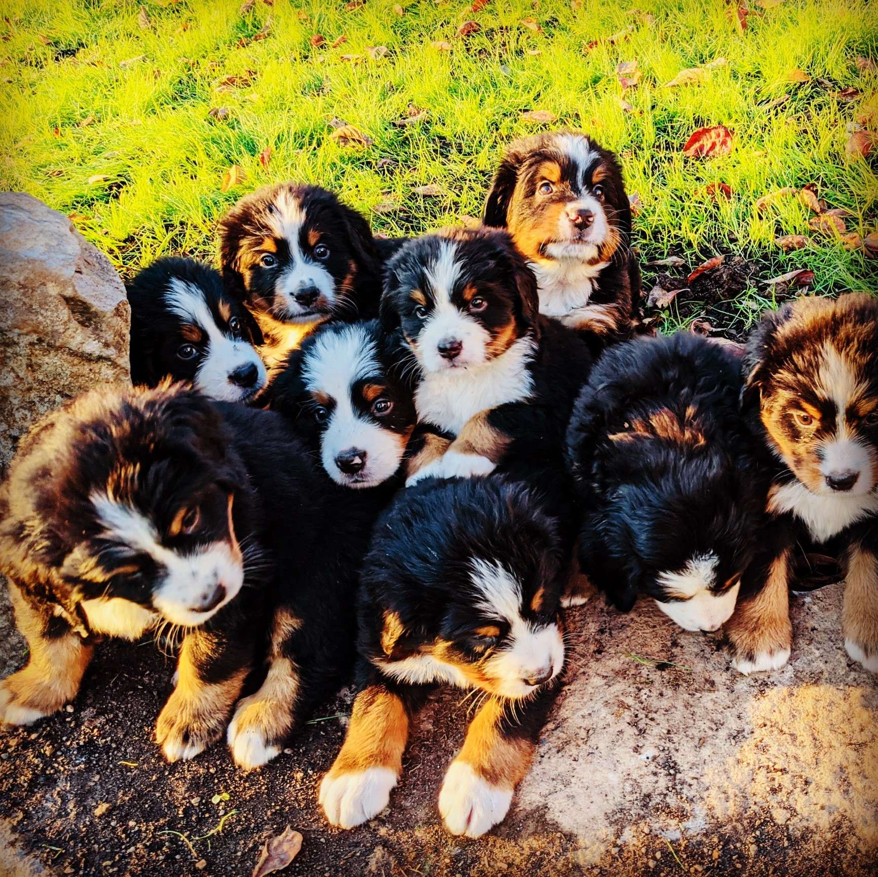 Black Forest Bernese