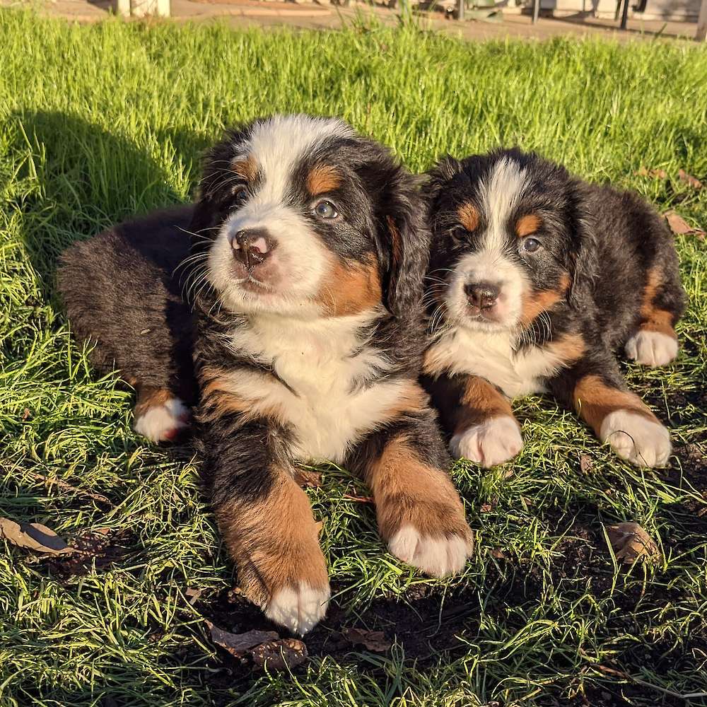 Puppy portraits