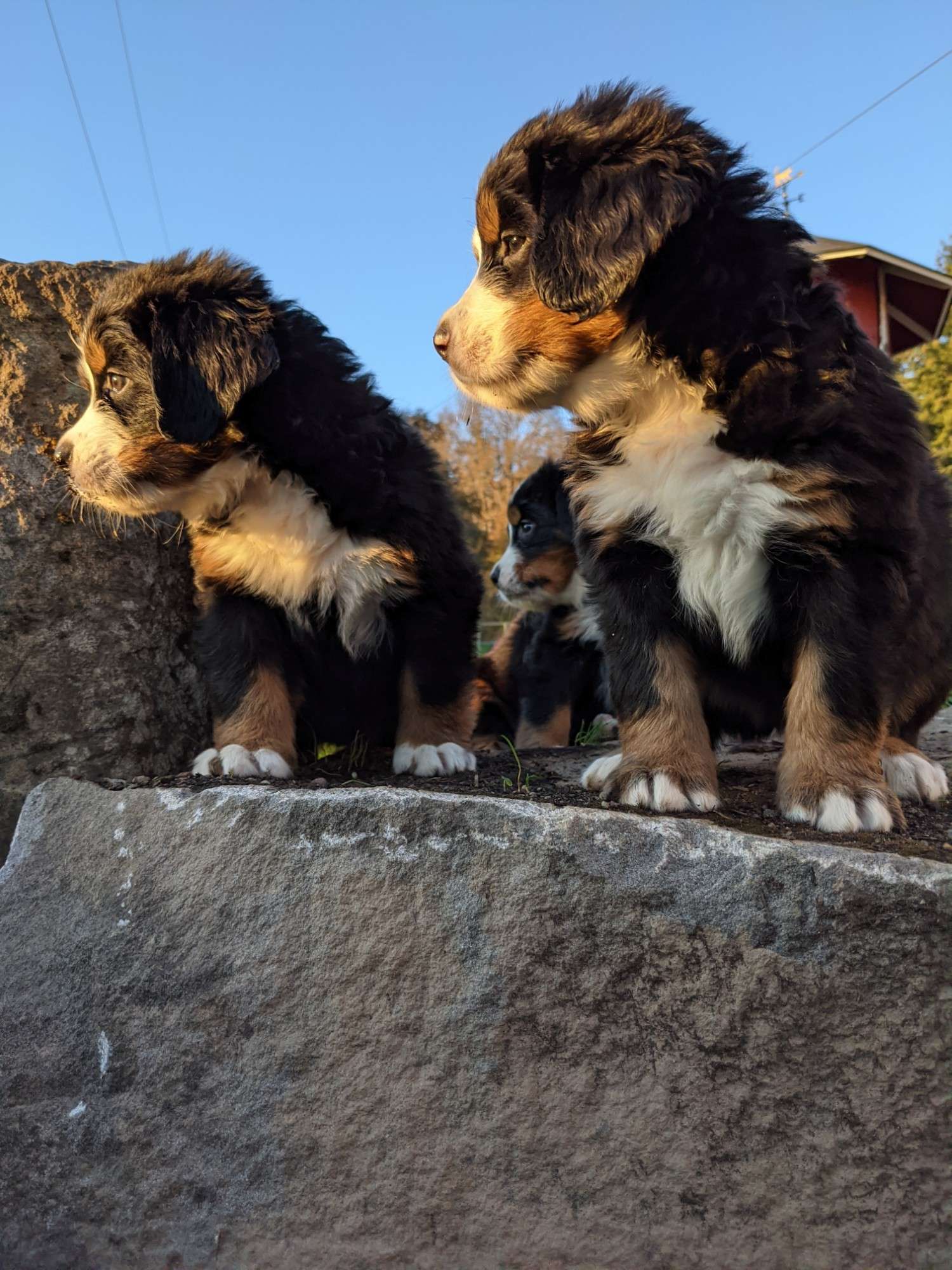 Puppy portraits